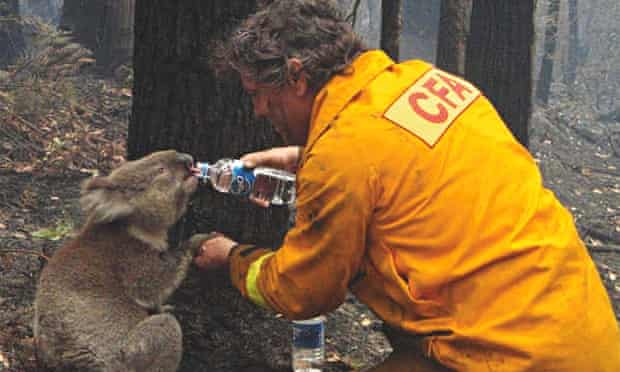 Local CFA firefighter David Tree shares his water with an injured Australian koala at Mirboo North after wildfires swept through the region, 9 February 2009. The koala, later named “Sam” suffered second- and third-degree burns to her paws in the February fires and is recovering at the Southern Ash Wildlife Shelter in Victoria state. Photo: Mark Pardew / AP