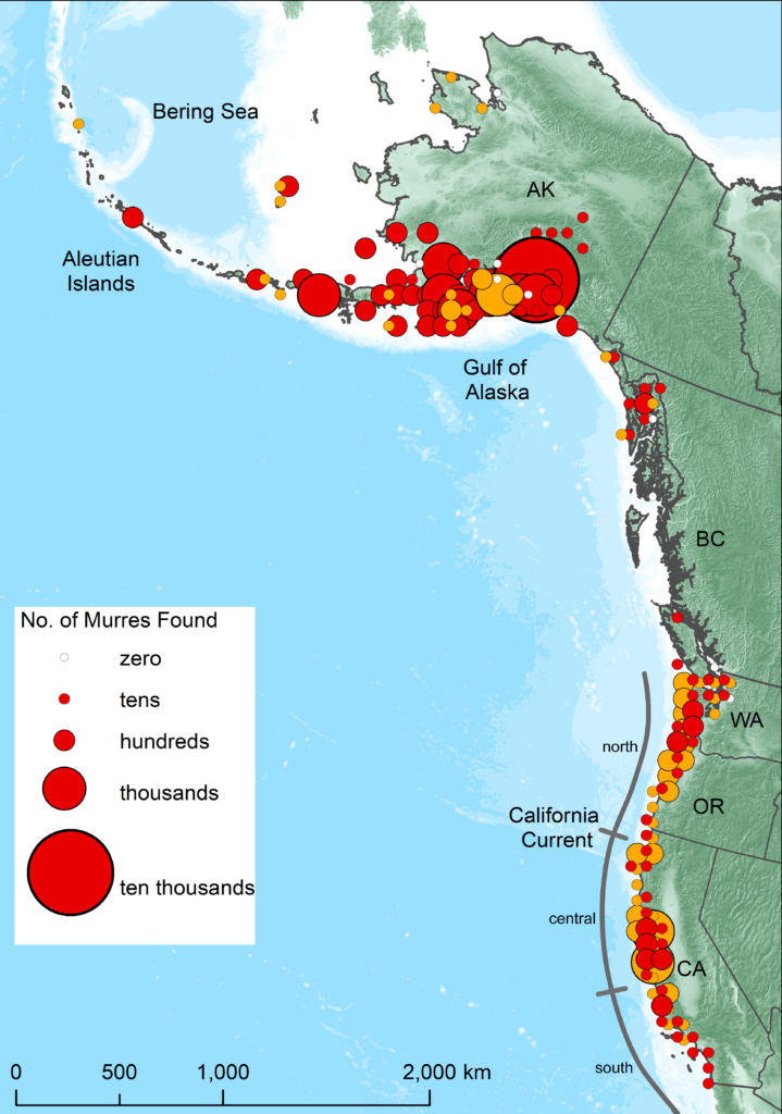 Map showing numbers of dead or moribund common murres observed on beaches that were surveyed systematically (gold circles; ~monthly) and with opportunistic beach surveys and rehab captures (red circles). Areas in which zero dead murres were encountered during surveys are indicated by white circles. All remaining coastlines (without any circles) were not surveyed. Note the California Current System is divided roughly into 3 sections: north (nCCS), central (cCCs) and south (sCCS). Graphic: Piatt, et al., 2020 / PLOS ONE