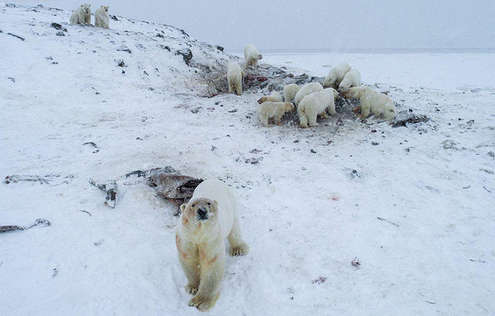 Abnormally warm weather in Russia’s easternmost region caused a polar bear “siege” with 56 predators gathered at a site near the village of Ryrkaipiy in Chukotka on 5 December 2019. Photo: WWF Russia / The Siberian Times