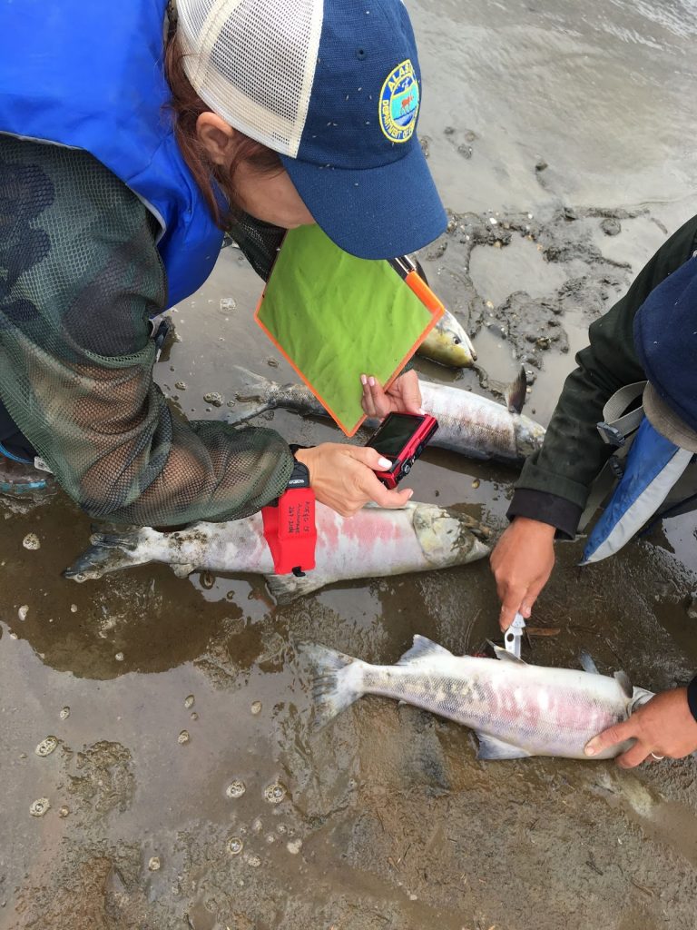 A team examines salmon along the Koyukuk River in July 2019. Photo: Stephanie Quinn-Davidson