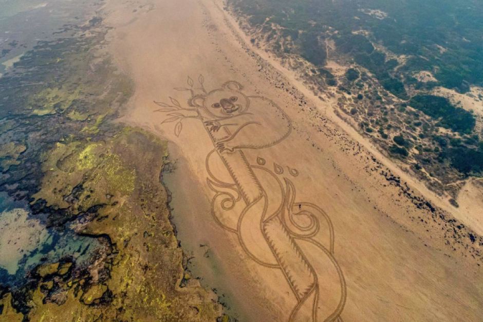 Aerial view of koala beach art by the artist known only as “Edward” on 21 January 2020. The artist said he was inspired to create the work, which has now been seen by more than 110 million people online, by the overwhelming emotions he felt during the Australia bushfire crisis. Photo: Edward / Adam Stan