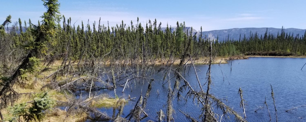 An Arctic forest struggles to survive in a lake created by abrupt permafrost thaw. Photo: David Olefeldt