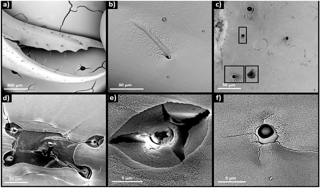 Micrograph showing carapace dissolution in larval Dungeness crabs along the U.S. west coast caused by ocean acidification. Presence of setae on the pereopods (a) and carapace surface (b) of the megalopae on the intact individuals. The exposure to greater ∆Ωcal,60 differences mechanically damages the setae and results in their absence and outrooting (black squares) because of the dissolution around the neuritic canals (d, f) and damage with the collapsed structure (e). Photo: Bednaršek, et al., 2020 / Science of The Total Environment