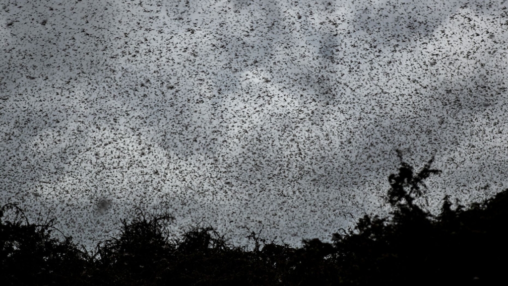 Swarms of desert locusts fly above trees in Katitika village, Kitui county, Kenya, on Friday, 31 January 2020. Photo: Ben Curtis / AP Photo