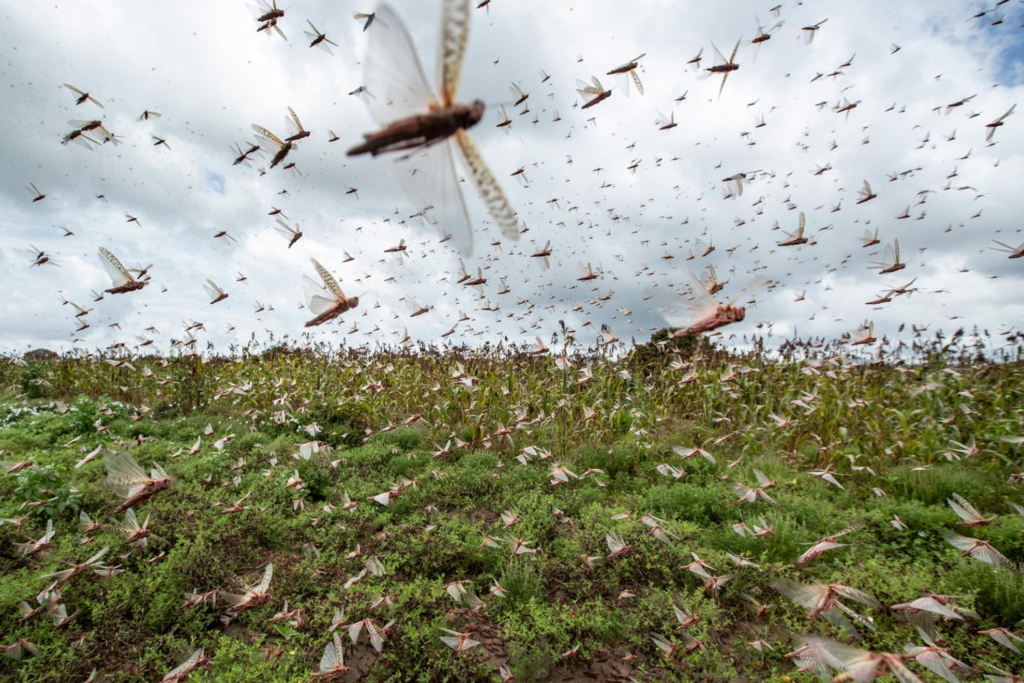 A swarm of desert locusts flies up into the air from crops in Kenya on Friday, 31 January 2020. Photo: Ben Curtis / AP Photo