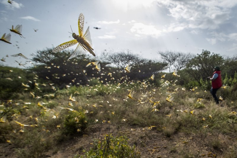 Desert locusts jump up from the ground and fly away as a cameraman walks past, in Nasuulu Conservancy, northern Kenya, on 1 February 2020, As locusts by the billions descend on parts of Kenya in the worst outbreak in 70 years, small planes are flying low over affected areas to spray pesticides in what experts call the only effective control. Photo: Ben Curtis / AP Photo