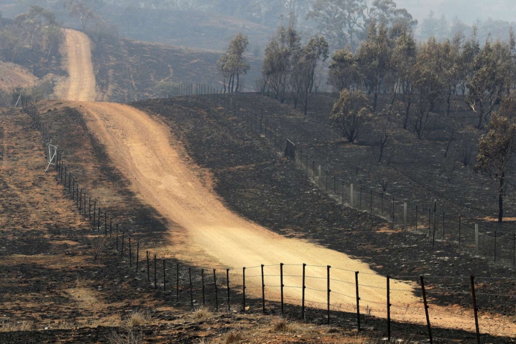 A dirt road runs along a scorched field where a wildfire ran through near Canberra, Australia on 2 February 2020. Photo: Rick Rycroft / AP Photo