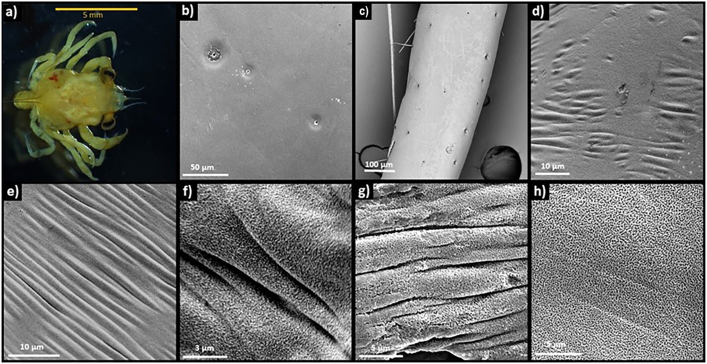 
External carapace and pereopod exoskeleton of the Dungeness crab megalopae (a) in its undamaged form (b, c) and with dissolution presence ranging from mild (Stage 1; d) to severe (Stage 2; e, f) patterns showing similarity in the structural damages (g) or exposed crystals (h). Indicated is the scale of the measurements (μm). The undamaged megalopae originated from the offshore or northwards habitats characterized by low ∆Ωcal,60 vertical gradients, while the most severely affected megalopae came from the nearshore or coastal habitats with steep ∆Ωcal,60 conditions. Photo: Bednaršek, et al., 2020 / Science of The Total Environment