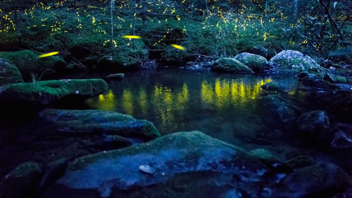 Fireflies in Smoky Mountains National Park. Photo: Radim Schreiber