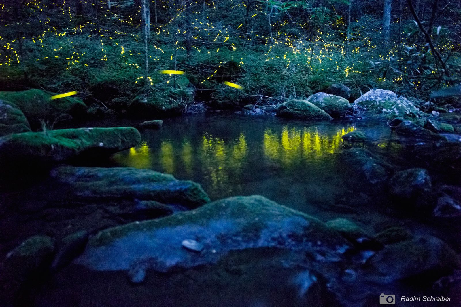 Fireflies in Smoky Mountains National Park. Photo: Radim Schreiber