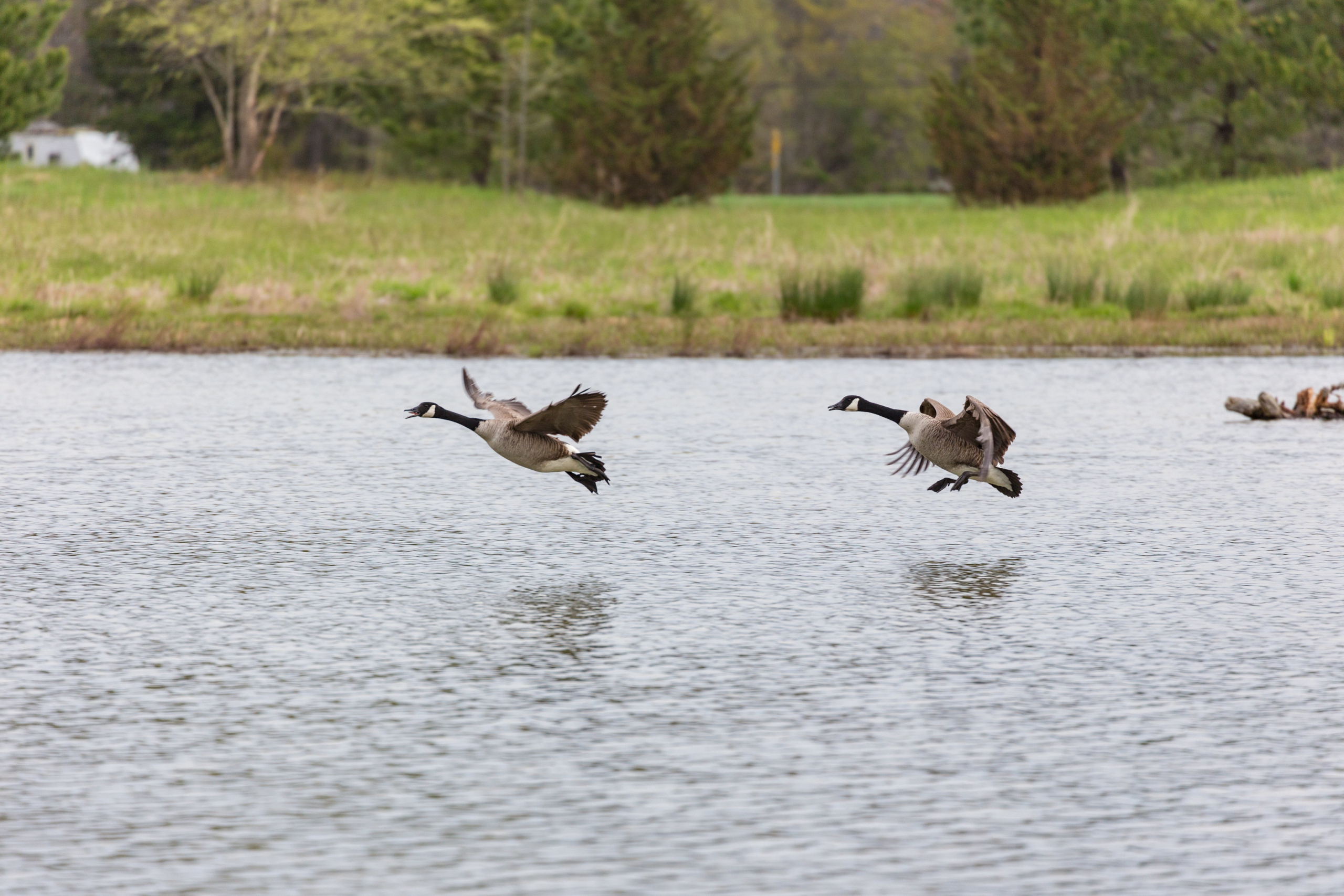 Geese landing in the restored wetland on Viola Farm. Matt and Marilyn Spong own a corn-and-soybean farm, located on the Delmarva. Viola Farms has been in Marilyn Spong’s family for well over 150 years. About 15 years ago they started the process of restoring a wetland habitat on their property. Photo: Kayt Jonsson / USFWS / Flickr