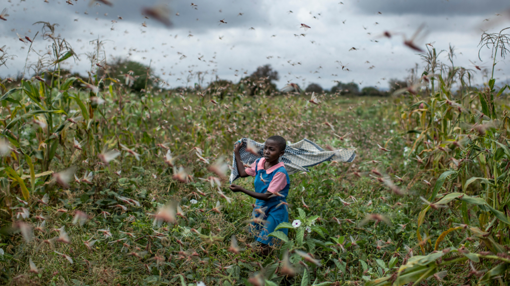 A girl tries to chase swarms of desert locusts away from her crops in Kitui county, Kenya on 24 January 2020. Photo: Ben Curtis / AP