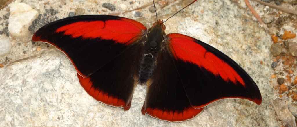 Polygrapha suprema (Schaus, 1920), a rare and endangered butterfly exclusive to the high mountains of Atlantic Forest (Brazil), is threatened by habitat loss. Photo: Augusto Rosa