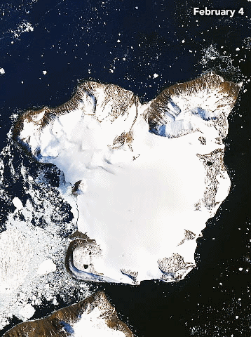 Satellite images acquired by the Operational Land Imager (OLI) show melting on the ice cap of Eagle Island, Antarctica on 4 February 2020 and 13 February 2020. Photo: Joshua Stevens / NASA Earth Observatory