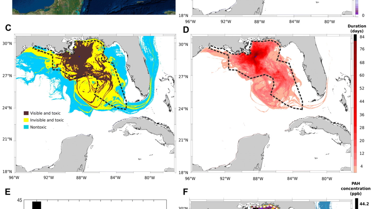 Spatial cumulative extents of the Deepwater Horizon (DWH) oil spill. (A) Cumulative NESDIS anomaly daily composites integrated from 20 April 2010 to 21 July 2010. Daily fishing closures are marked with gray lines; the cumulative fishing closure area is marked with a thick dashed yellow line. The black star represents the location of the DWH blowout. (B) Cumulative value of daily average oil concentrations (ppb), integrated across the same time span as (A) and across water depths. Vertical depth layers are 0 to 1 m, 1 to 20 m, and in 20-m increments down to 2500 m. Sediment and water samples with higher-than-background concentration are marked in bright green and dark blue circles, respectively. Red crosses in (B) represent approximate locations of DWH-related oil detections reported in previous studies. Daily fishery closures are marked with black polygons; the cumulative fishery closure area is marked with a dashed thick polygon. AB, Apalachee Bay; DP, Deep Plume; EFS, East Florida Shelf; FK, Florida Keys; LC, Loop Current System; TXS, Texas Shores; WFS, West Florida Shelf. (C) Categorization of the modeled oil spill are as follows: (i) nontoxic, PAH concentrations above background level and smaller than 0.5 and 1 ppb at the surface (depth, 0 to 1 m) and in the water column (depth, >1 m), respectively; (ii) toxic-to-biota and invisible, PAH concentrations 0.5 to 17 ppb at the surface and above 1 ppb in the water column; and (iii) toxic and visible, PAH concentrations above 17 ppb. In (C), categories were computed according to maximal concentrations across time. (D) Duration of toxic concentrations across the domain. (E) LC50 of 12 experiments examining the photoinduced toxicity to blue crab (31), fiddler crab (33), mahi mahi (29, 30), red drum (32), and speckled sea trout (32) (for more details, see table S2). (F) The spatial extent of the toxic concentrations from (E); color codes in (F) are according to bar colors in (E), representing concentrations exceeding LC50. In (F), toxic PAH of 0.5 ppb was concentrations were considered for surface waters only (depth, 0 to 1 m). Graphic: Berenshtein, et al., 2020 / Science Advances