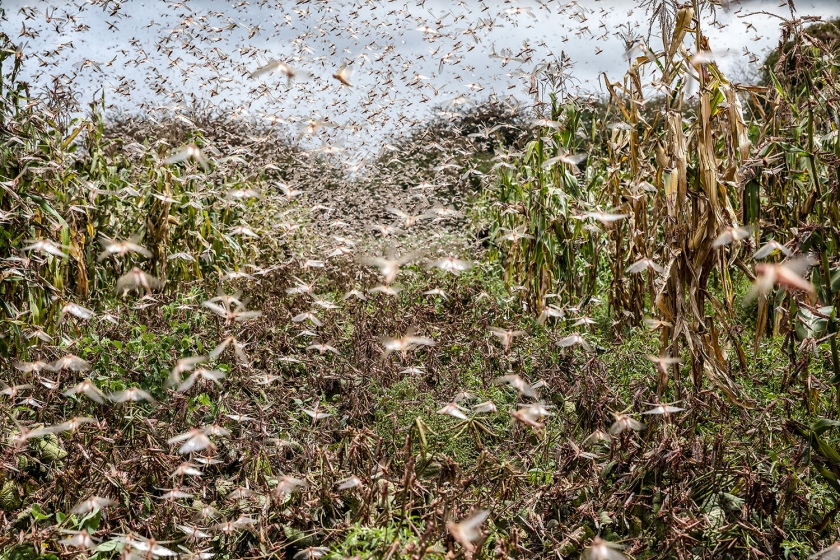 A swarm of desert locusts feeds on crops in Katitika village, Kitui county, Kenya, in 2020. Photo: Sven Torfinn / FAO