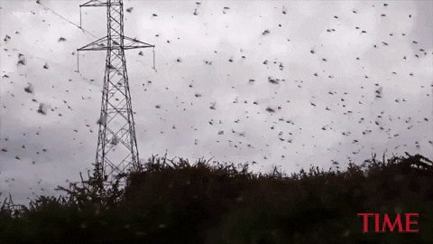 A swarm of locusts descends on Enziu, Kenya, on 24 January 2020. Video: Agencia EFE / TIME