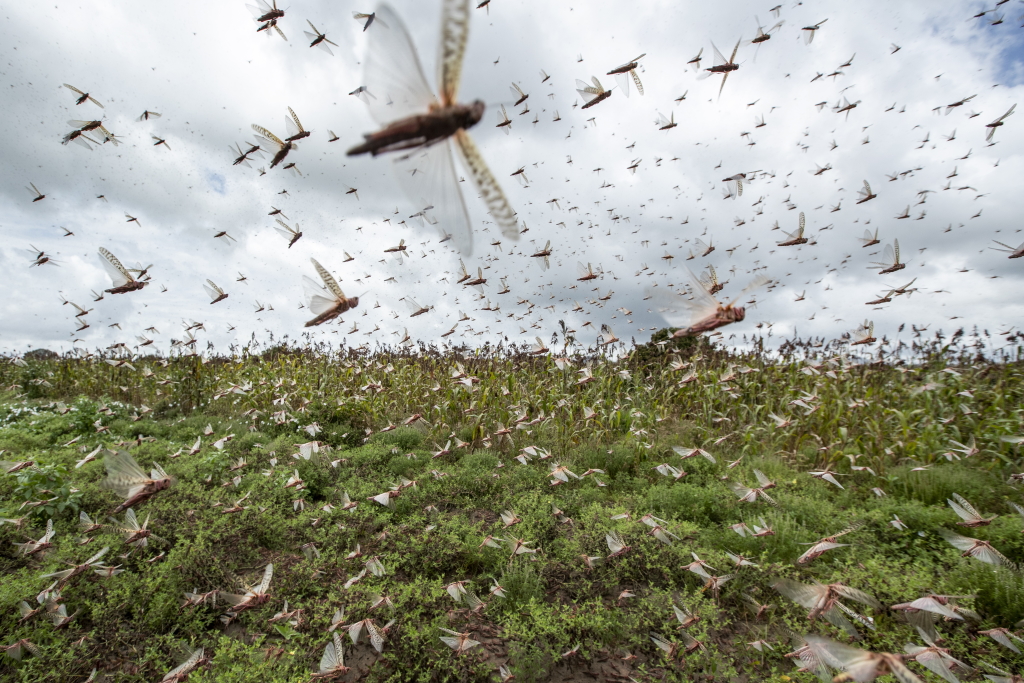 Swarms of desert locusts fly up into the air from crops in Katitika village, Kitui county, Kenya on 24 January 2020. Photo: Ben Curtis / AP