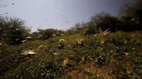 Locusts swarm in East Africa, 13 February 2020. Video: Channel 4 News / YouTube