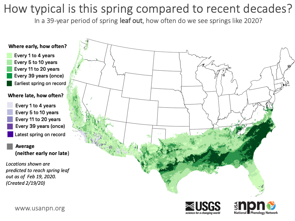 Frequency of early and late spring leaf out in the continental United States, 19 February 2020. In parts of the Southeast U.S., the arrival of spring in 2020 is the earliest in the 39-year record.  Graphic: National Phenology Network
