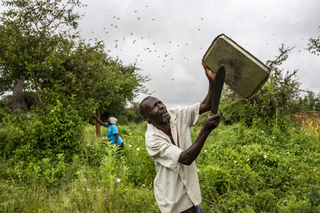 A local resident tries to swat away a swarm of desert locusts in Mathiakani, Kitui County, Kenya, on Saturday, 25 January 2020. Photo: Patrick Meinhardt / Bloomberg / Getty Images