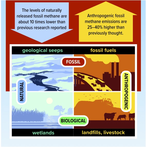 Methane emitted into the atmosphere can be sorted into two categories–fossil or biological–based on its signature of the isotope carbon-14. Biological methane can be released naturally from sources such as wetlands or via anthropogenic sources such as landfills, rice fields, and livestock. Fossil methane can be emitted via natural geologic seeps or as a result of humans extracting and using fossil fuels. Graphic: Michael Osadciw / University of Rochester