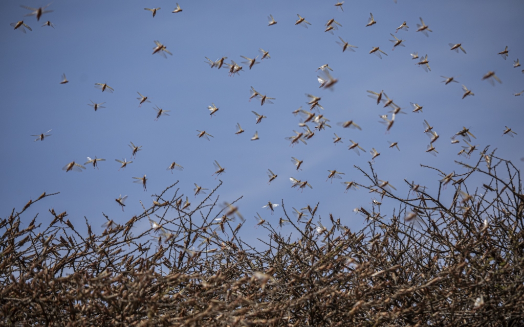 A swarm of desert locusts flies over an acacia tree in a remote part of Somalia, March 2020. Photo: Will Swanson / The Los Angeles Times