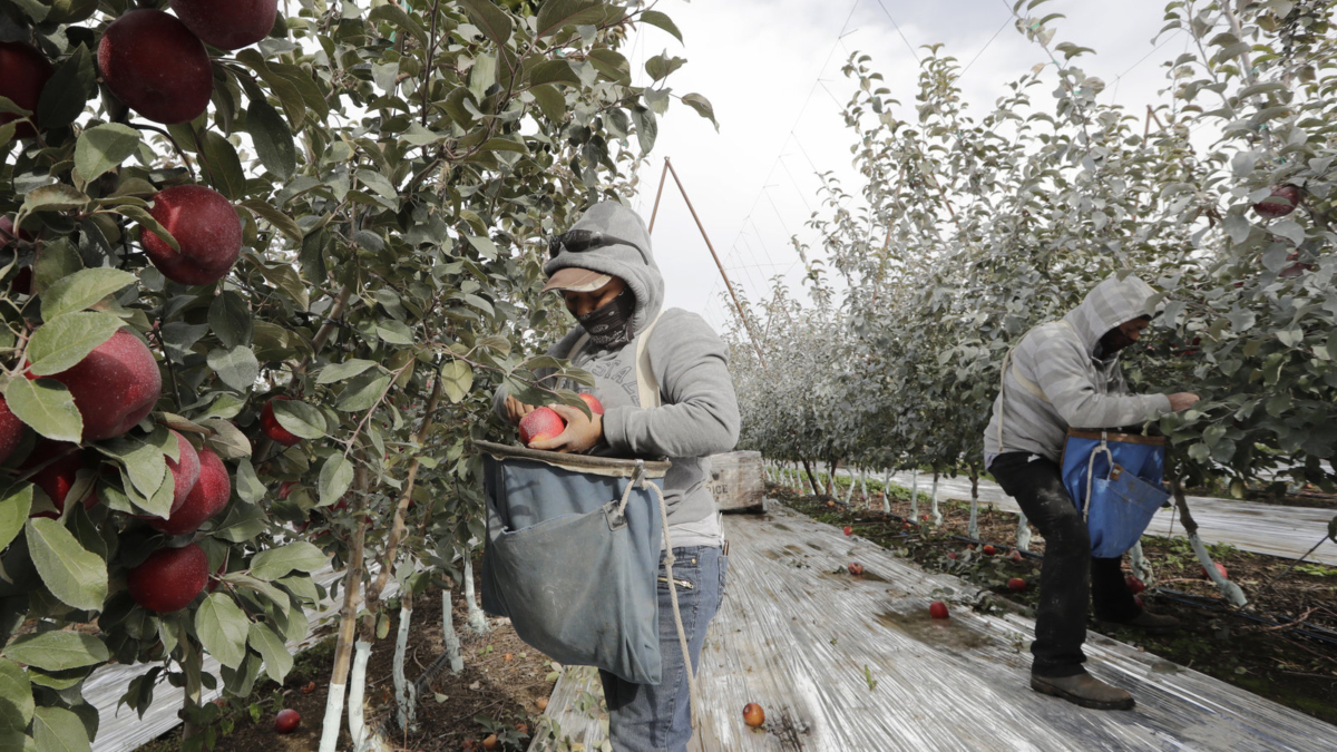 Workers pick apples in a Wapato, Washington, orchard in October 2019. U.S. farms employ hundreds of thousands of seasonal workers, mostly from Mexico, who enter the country on H-2A visas. The potential impact of the coronavirus on seasonal workers has the food industry on edge. Photo: Elaine Thompson / AP