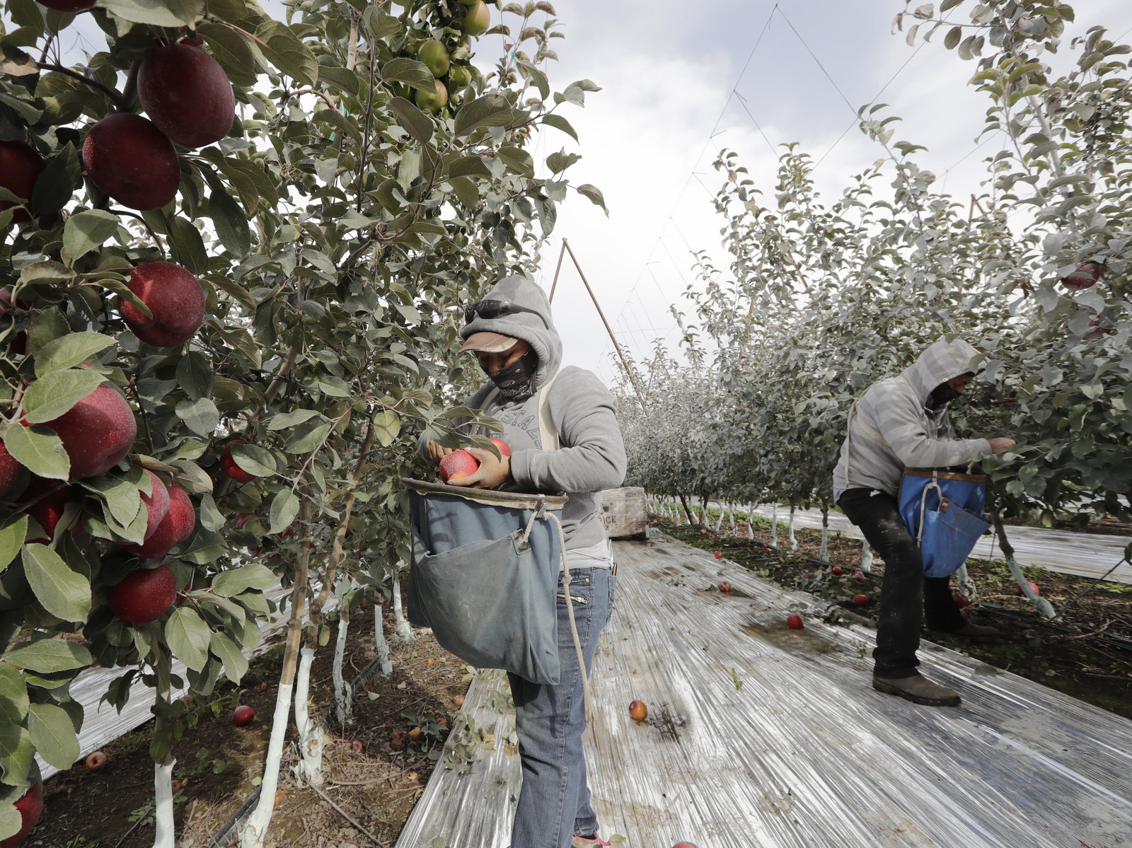 Workers pick apples in a Wapato, Washington, orchard in October 2019. U.S. farms employ hundreds of thousands of seasonal workers, mostly from Mexico, who enter the country on H-2A visas. The potential impact of the coronavirus on seasonal workers has the food industry on edge. Photo: Elaine Thompson / AP