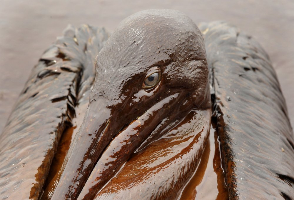 A Brown Pelican is mired in oil from the Deepwater Horizon oil spill, on the beach at East Grand Terre Island along the Louisiana coast, 3 June 2010. Ten years after an oil rig explosion killed 11 workers and unleashed an environmental nightmare in the Gulf of Mexico, companies are drilling into deeper and deeper waters where the payoffs can be huge but the risks are greater than ever. Photo: Charlie Riedel / AP Photo