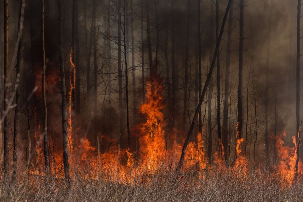 A forest fire burns near Krasiatychi town, Kyiv region, Ukraine on 12 April 2020. Photo: Oksana Parafeniuk / NBC News