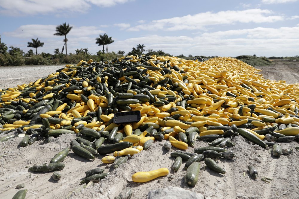 A pile of ripe squash sits in a field, in Homestead, Florida, 28 March 2020. Thousands of acres of fruits and vegetables grown in Florida are being plowed over or left to rot because farmers can't sell to restaurants, theme parks or schools nationwide that have closed because of the coronavirus. Photo: Lynne Sladky / AP Photo
