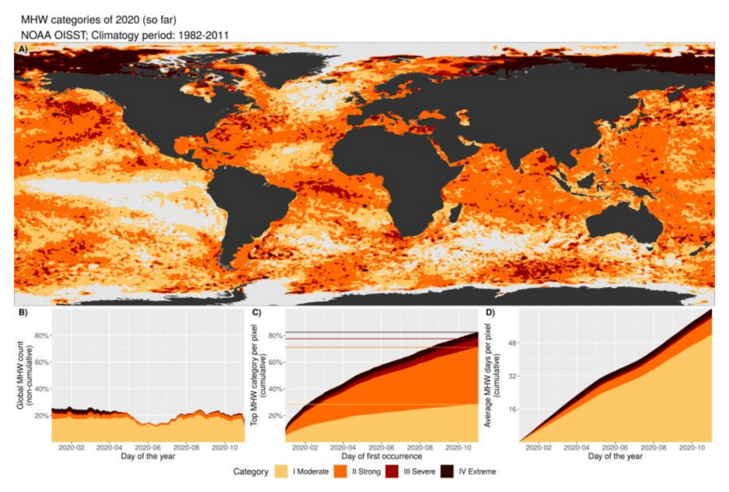 Global map showing the highest marine heatwave (MHW) category experienced at each pixel over the course of the year 2020, estimated using the NOAA OISST v2.1 dataset (reference period 1982–2011). Light grey indicates that no MHWs occurred in a pixel over the entire year; (B) Stacked bar plot showing the percentage of ocean pixels experiencing an MHW on any given day of the year; (C) Stacked bar plot showing the cumulative percentage of the
ocean that experienced an MHW over the year. Horizontal lines in this figure show the final percentages for each category of MHW; (D) Stacked bar plot showing the cumulative number of MHW days averaged over all pixels in the ocean. Graphic:
Robert Schlegel / IMEV