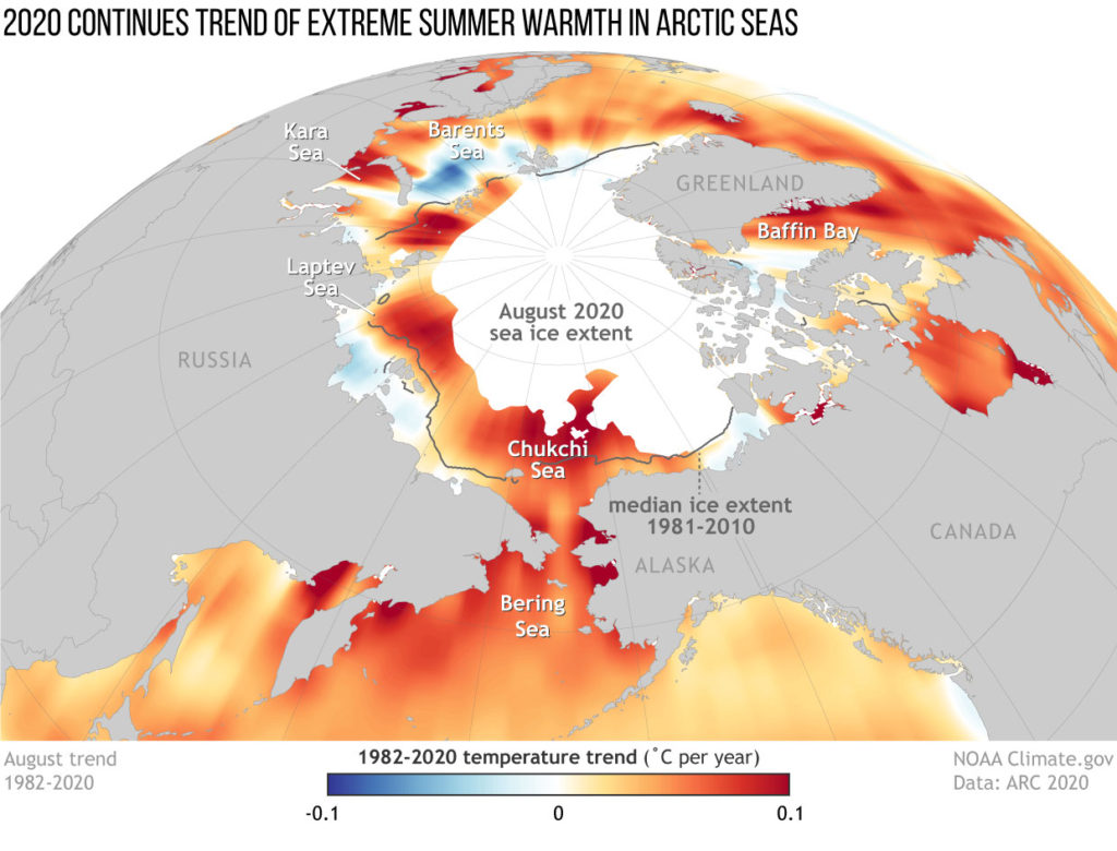 Map showing sea surface temperature trends in the Arctic from 1982–2020, showing where waters are warming (red and orange) and where they are cooling (blue). The gray line shows the median August sea ice extent, and the white areas show the ice extent in August 2020. NOAA Climate.gov map by Hunter Allen, based on data from Mary-Louise Timmermans and Zachary Labe. Graphic: Hunter Allen / NOAA