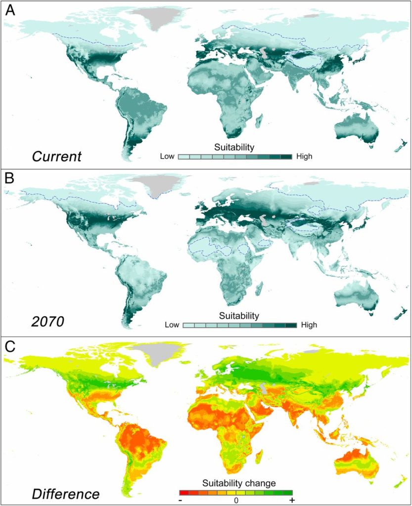 Projected geographical shift of the human temperature niche. (Top) Geographical position of the human temperature niche projected on the current situation (A) and the RCP8.5 projected 2070 climate (B). Those maps represent relative human distributions (summed to unity) for the imaginary situation that humans would be distributed over temperatures following the stylized double Gaussian model fitted to the modern data (the blue dashed curve in Fig. 2A). (C) Difference between the maps, visualizing potential source (orange) and sink (green) areas for the coming decades if humans were to be relocated in a way that would maintain this historically stable distribution with respect to temperature. The dashed line in A and B indicates the 5% percentile of the probability distribution. Graphic: Xu, et al., 2020 / PNAS