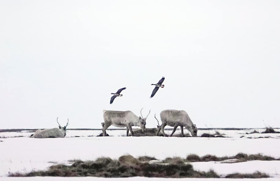 Caribou and geese at Teshekpuk Lake in North Slope Borough, Alaska in 2019. The Trump administration, in its final days, decided to open millions more acres of land in the Alaskan Arctic to oil and gas drilling, including the wetlands around Teshekpuk Lake, which are a crucial breeding area for migratory birds and calving grounds for roaming caribou. Photo: Bonnie Jo Mount / The Washington Post