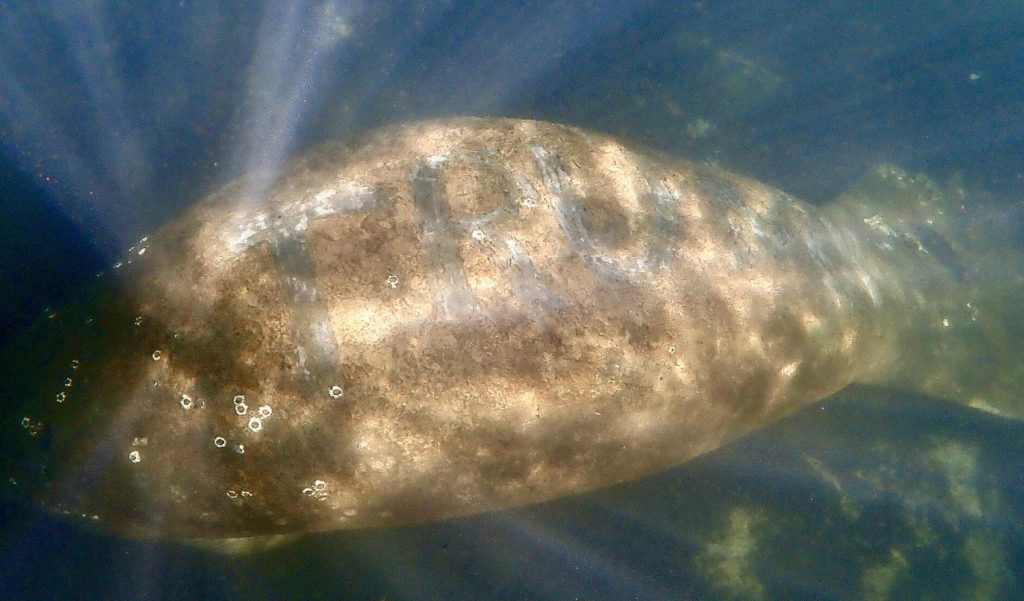 A Florida manatee has the word  “Trump” carved in its back, causing serious scarring. The U.S. Fish and Wildlife Service is investigating the harassment of this manatee. The animal was reported to federal authorities over the weekend of 9 January 2021. The animal was reported swimming in the Blue Hole, the headwaters of the Homosassa River. The USFWS is looking for any information regarding the harassment of this animal. Call the Florida Fish and Wildlife Conservation hotline at 888-404-3922 to report information. Photo: Citrus County Chronicle