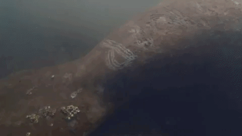 A Florida manatee has the word “Trump” carved in its back, causing serious scarring. The U.S. Fish and Wildlife Service is investigating the harassment of this manatee. The animal was reported to federal authorities over the weekend of 9 January 2021. The animal was reported swimming in the Blue Hole, the headwaters of the Homosassa River. The USFWS is looking for any information regarding the harassment of this animal. Call the Florida Fish and Wildlife Conservation hotline at 888-404-3922 to report information. Video: Citrus County Chronicle