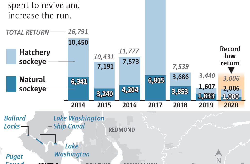 Return rates for Cedar River Sockeye salmon, 2014-2020. In 2020, the number of returning salmon declined to a record low. Data: Washington Department of Fish and Wildlife. Graphic: Mark Nowlin / The Seattle Times