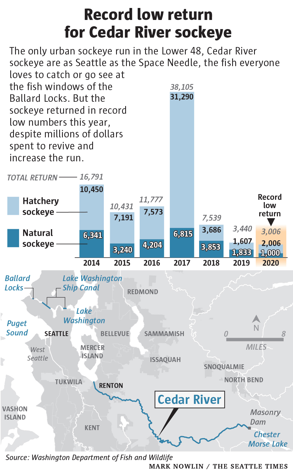 Return rates for Cedar River Sockeye salmon, 2014-2020. In 2020, the number of returning salmon declined to a record low. Data: Washington Department of Fish and Wildlife. Graphic: Mark Nowlin / The Seattle Times