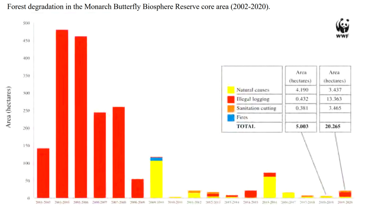 Forest degradation in the Monarch Butterfly Biosphere Reserve core area, 2002-2020. The presence of the Monarch butterfly in the Mexican hibernation forests decreased by 26 percent last December, occupying 2.10 hectares (ha) compared to the 2.83 hectares reported during the same month in 2019. Meanwhile, the core forest area in the Monarch Butterfly Biosphere Reserve (MBBR) where the lepidopteran establishes the main hibernation colonies recorded, between March 2019 and March 2020, 20.26 ha of degradation, four times more than in 2018-2019 when 5 ha were degraded. Graphic: WWF