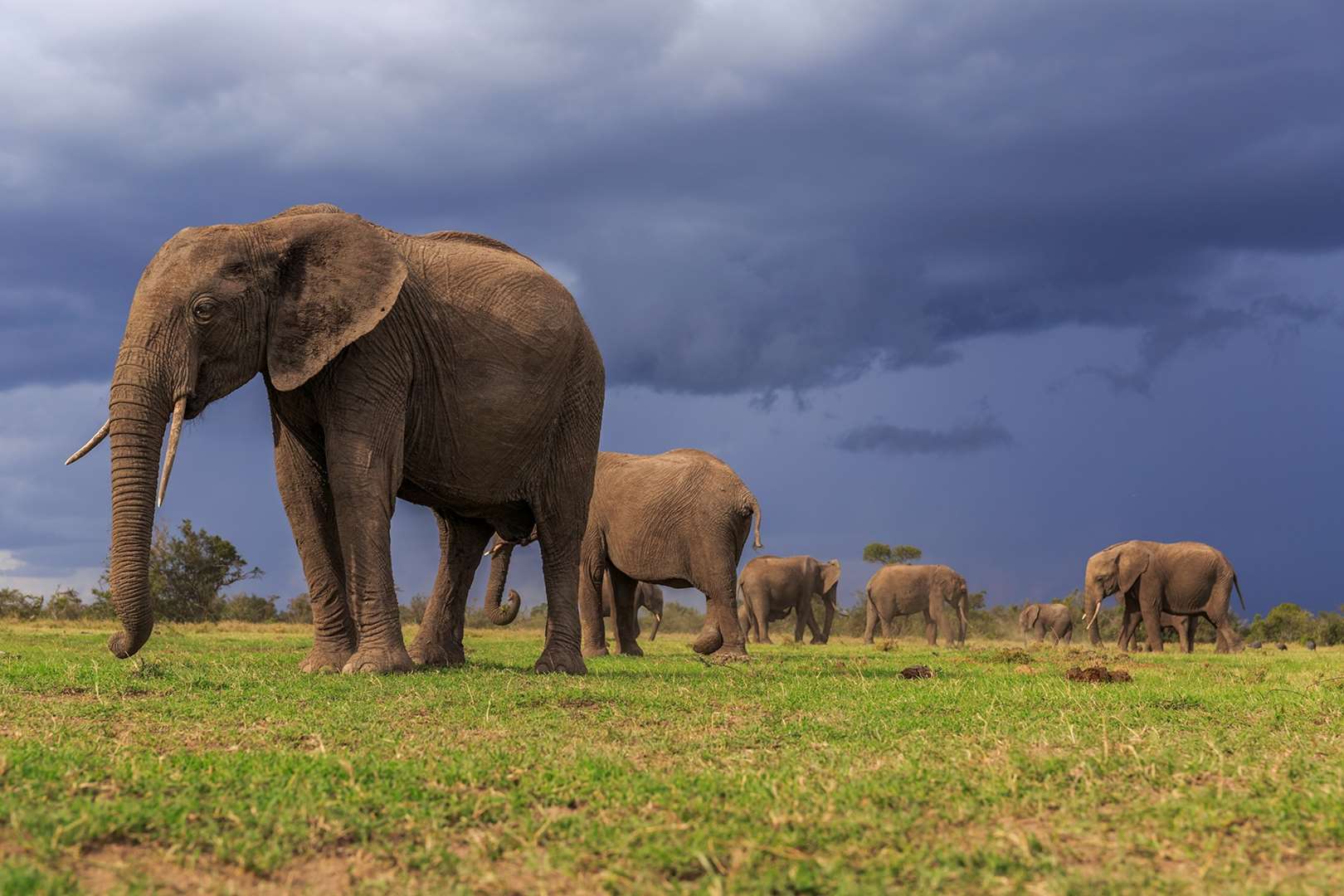 African elephants, Loxodonta africana, during a thunderstorm. Photo: Ronan Donovan / National Geographic