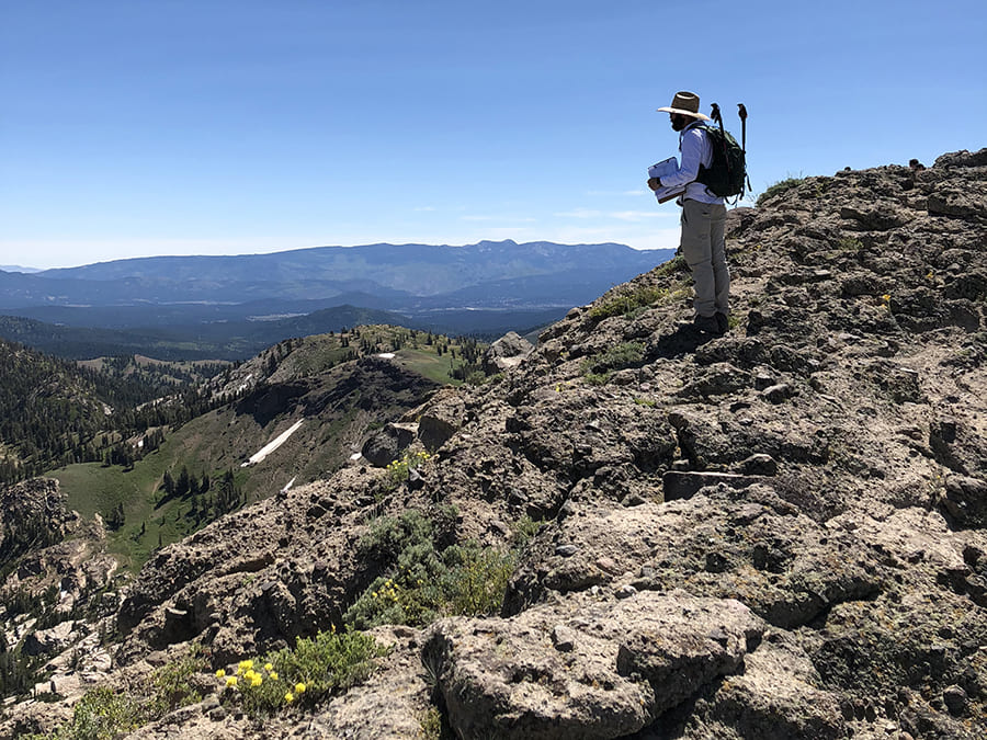 Chris Halsch, a doctoral candidate in the Ecology, Evolution, and Conservation Biology program of the University of Nevada, Reno, surveys for butterflies in the high elevation Sierran study transect of Castle Peak. The survey, ongoing for 40 years, has found a consistent decline in butterfly population. Photo: Matt Forister