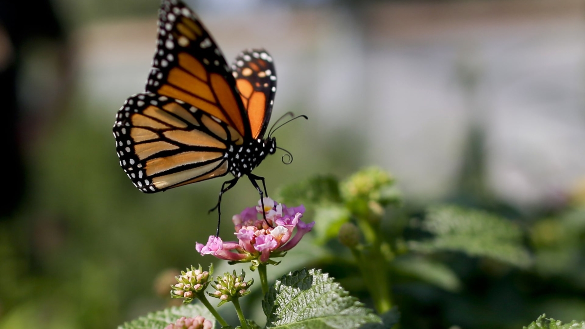 A western monarch butterfly balances on a flower in Vista, California. The number of western monarch butterflies wintering along the California coast has plummeted to a record low. Photo: Gregory Bull / AP