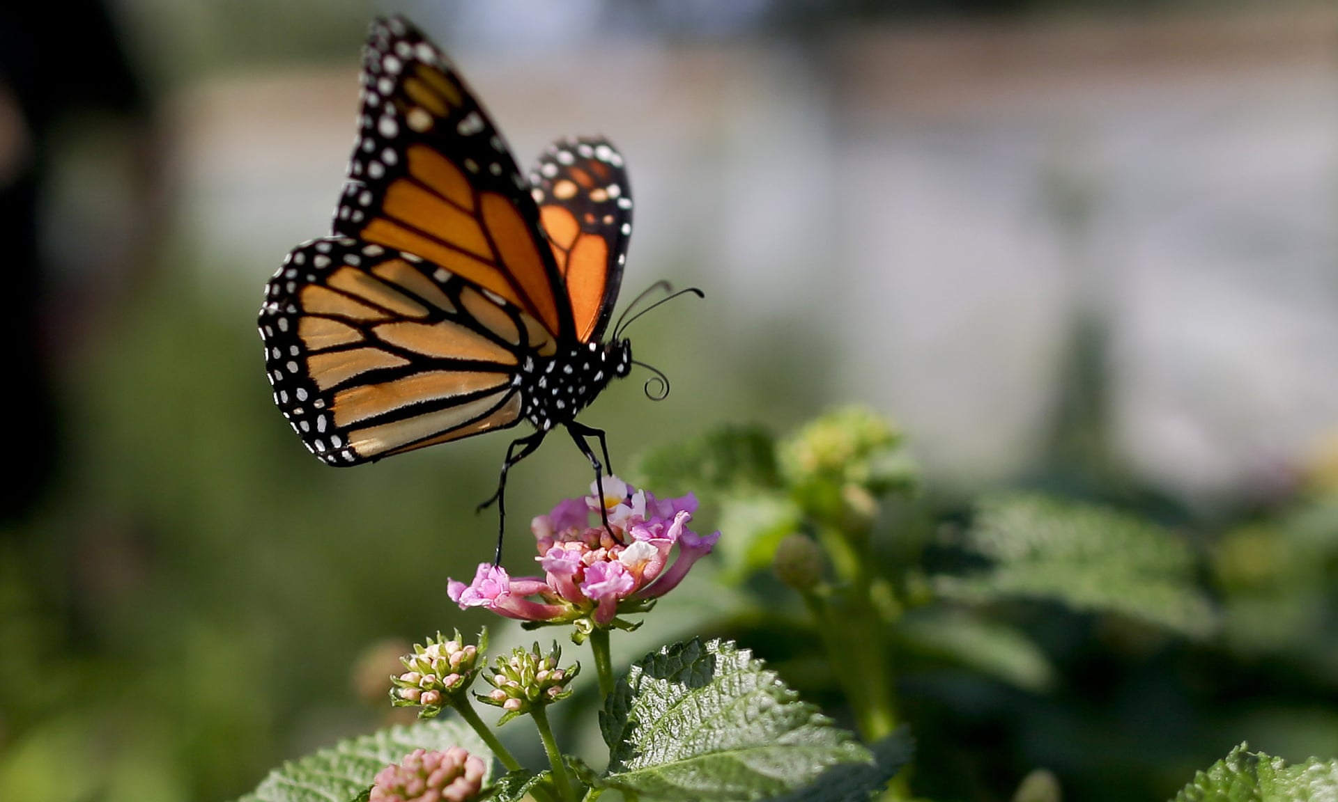 A western monarch butterfly balances on a flower in Vista, California. The number of western monarch butterflies wintering along the California coast has plummeted to a record low. Photo: Gregory Bull / AP