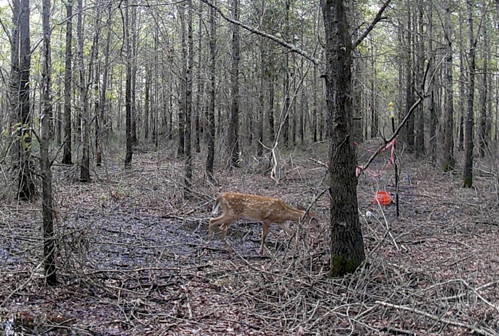 Deer photographed by a remote camera on 11 August 2020 in a forest destroyed by climate change in North Carolina. Sea level rise and saltwater intrusion are killing trees en masse, causing ghost forests. Photo: Emily Ury