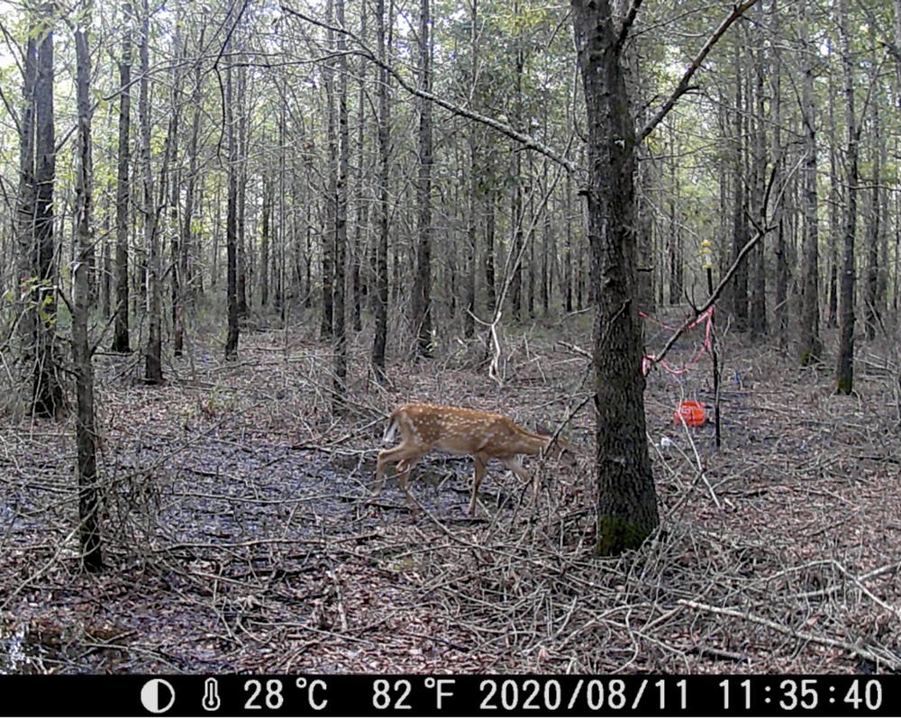 Deer photographed by a remote camera on 11 August 2020 in a forest destroyed by climate change in North Carolina. Sea level rise and saltwater intrusion are killing trees en masse, causing ghost forests. Photo: Emily Ury