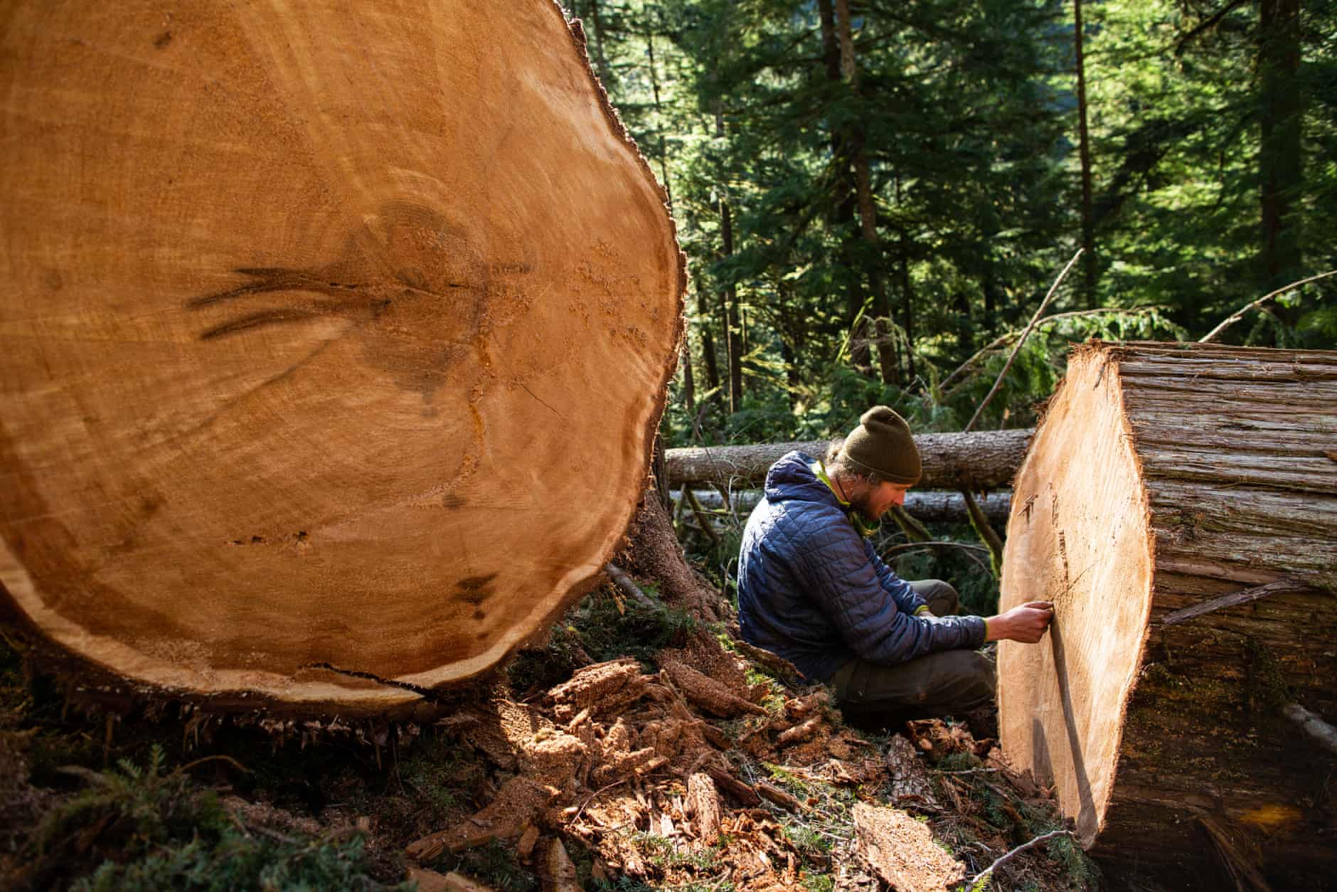 A forest defender counts the rings in a recently cut old-growth cedar tree in the mountains above the Caycuse watershed Cowichan Lake west of Duncan, British Columbia. Photo: Jesse Winter / The Guardian
