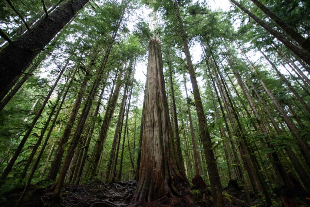 Giant old growth trees stand in a small protected area called Avatar Grove, near the Fairy Creek watershed on southern Vancouver Island. Photo: Jesse Winter / The Guardian