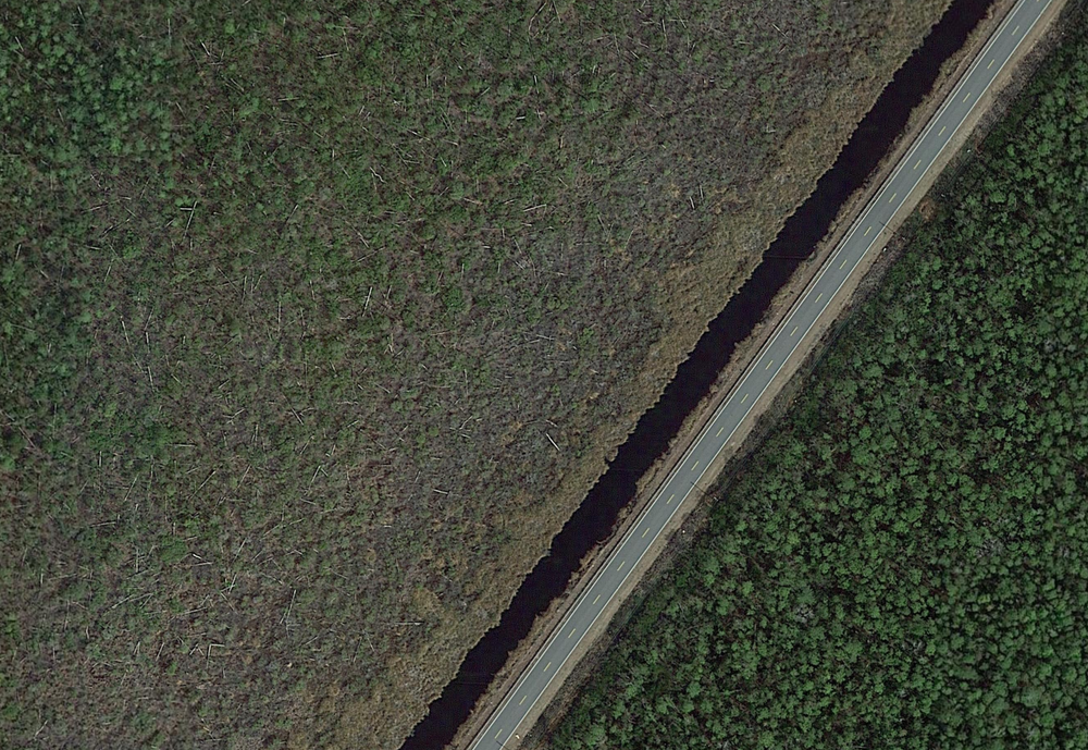 Satellite view of a healthy forest on the right and a ghost forest with many dead trees on the left. Photo: Emily Ury / Google Earth